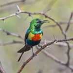 Beautiful Sunbird (image by Pete Morris)
