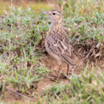 Beesley's Lark (image by Nik Borrow)