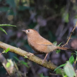 Bhutan Laughingthrush (image by Hannu Jännes)