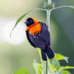 Black Bishop (image by Nik Borrow)