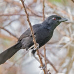 Black Boubou (image by Pete Morris)