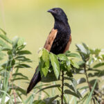 Black Coucal (image by Nik Borrow)