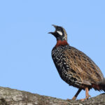 Black Francolin (image by Hannu Jannes)