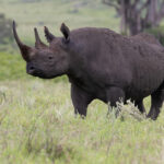 Black Rhinoceros (image by Nik Borrow)