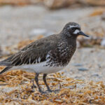 Black Turnstone (image by Pete Morris)