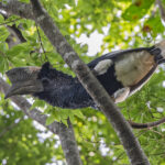 Black-and-white Casqued Hornbill (image by Pete Morris)