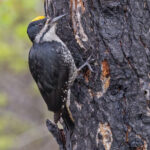 Black-backed Woodpecker (image by Pete Morris)