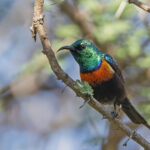 Black-bellied Sunbird (image by Pete Morris)
