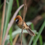 Black-breasted Parrotbill (image by Hannu Jännes)