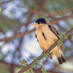 Black-capped Social Weaver (image by Pete Morris)