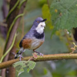 Black-collared Apalis (image by Pete Morris)