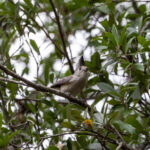 Black-crested Titmouse (image by Leo Garrigues)