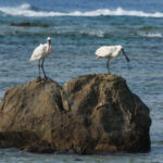 Black-faced Spoonbills (image by Dave Farrow)