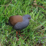 Black-tailed Crake (image by Hannu Jännes)