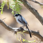 Black-tailed Gnatcatcher (image by Leo Garrigues)