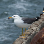 Black-tailed Gull (image by Dave Farrow)
