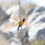 Black-vented Oriole (image by Leo Garrigues)