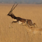 Blackbuck (image by Hannu Jannes)
