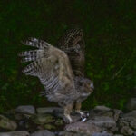 Blakistons Fish Owl (image by Dave Farrow)