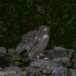 Blakiston's Fish Owl (image by Dave Farrow)