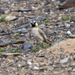 Blanford's Snowfinch (image by Mark Beaman)