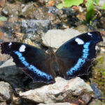 Blue Admiral (image by Dave Farrow)