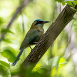 Blue-capped Motmot (image by Leo Garrigues)