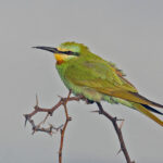 Blue-cheeked Bee-eater (image by Pete Morris)