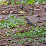Blue-shouldered Robin-Chat (image by Pete Morris)
