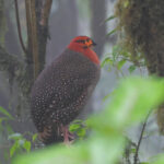 Blyth's Tragopan (image by Hannu Jännes)