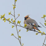 Bohemian Waxwing (image by Pete Morris)