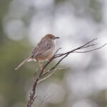 Boran Cisticola (image by Pete Morris)