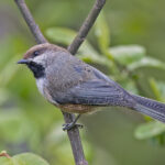 Boreal Chickadee (image by Pete Morris)