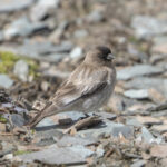 Brandt's Mountain Finch (image by Mark Beaman)