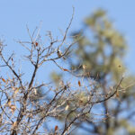 Bridled Titmouse (image by Leo Garrigues)