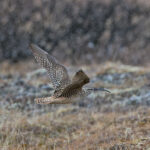 Bristle-thighed Curlew (image by Pete Morris)