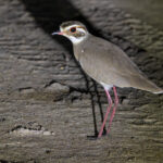 Bronze-winged Courser (image by Nik Borrow)