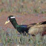 Bronze-winged Jacana (image by Hannu Jannes)