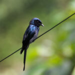Bronzed Drongo (image by Hannu Jännes)