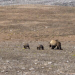 Brown Bear with cubs (image by Mark Beaman)
