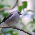Brown Bullfinch (image by Hannu Jannes)