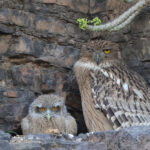 Brown Fish Owl (image by Hannu Jannes)
