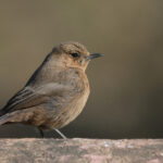 Brown Rock Chat (image by Hannu Jannes)