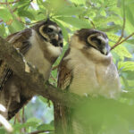 Brown Wood Owl (image by Hannu Jannes)