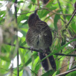 Brown-capped Laughingthrush (image by Hannu Jännes)
