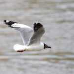 Brown-headed Gull (image by Mark Beaman)