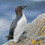Brunnich's Guillemot (image by Pete Morris)