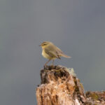 Buff-throated Warbler (image by Hannu Jännes)