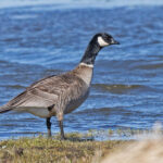 Cackling Goose (Aleutian) (image by Pete Morris)