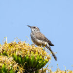 Cactus Wren (image by Leo Garrigues)